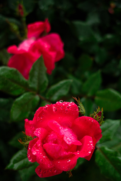 rose-SDIM9028.jpg